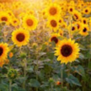 Meet your Posher, Trea